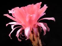 Thumbnail of 1450_Echinopsis Hybride_20130611_02(1).JPG